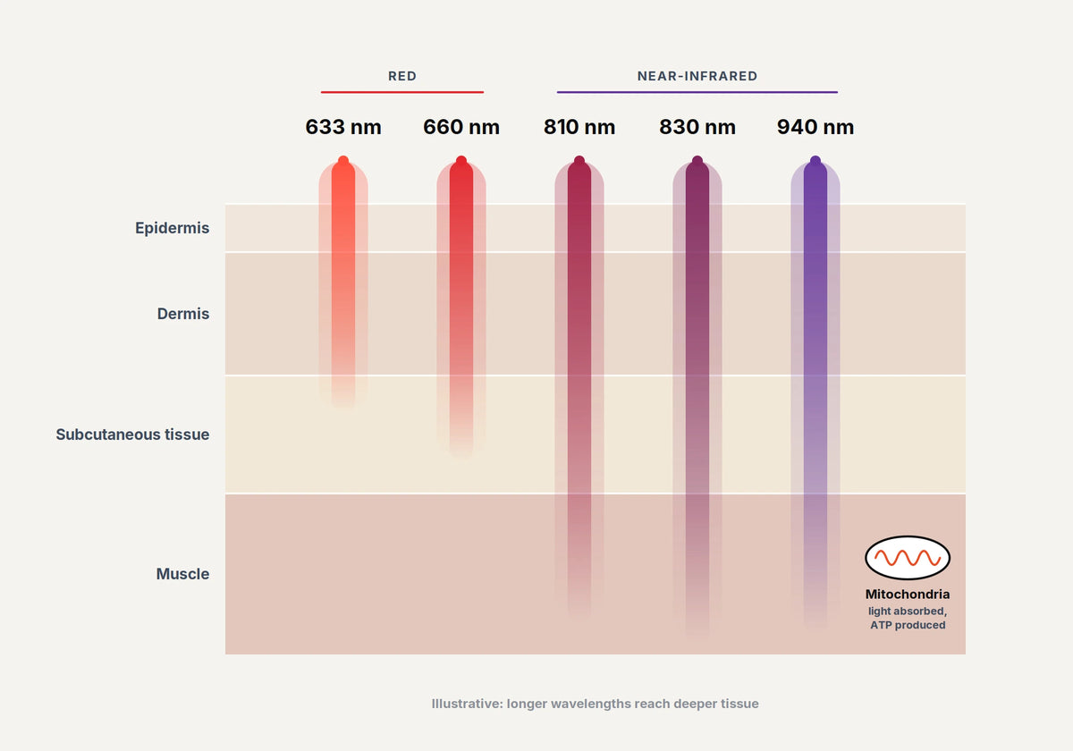 Diagram of Nova's 633, 660, 810, 830 and 940 nm wavelengths reaching skin, dermis, subcutaneous tissue and muscle